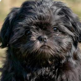 Shih Tzu Puppies: 1 Female and 2 Males, 13 Weeks Old in Hiawassee, ga