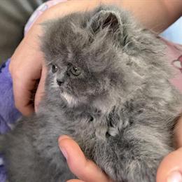 Persian Kittens: White, Blue Cream, and Tortie Available in Palm Coast, fl