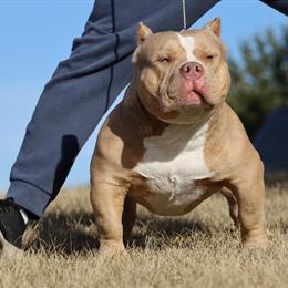 American Bully Stud Available - Ready to Work in Minneapolis, mn