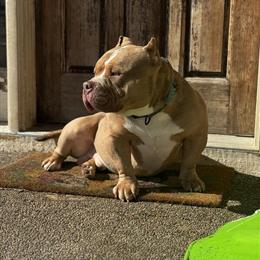 Stud American Bully Available for Approved Females in Minneapolis, mn