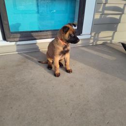 Belgian Malinois X German Shepherd Puppies Available in Madison, tn