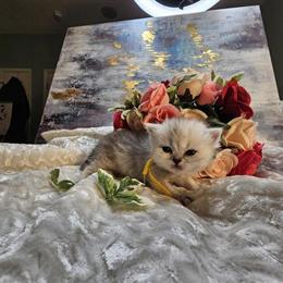 Persian Kittens Ready for New Homes in Upper Marlboro, md