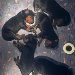 Rottweiler Puppies Available in Winston-Salem, nc