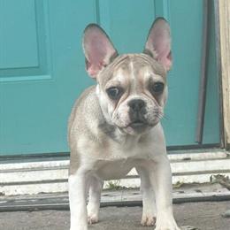 7 Month Old AKC Registered Female Labrador Retriever in Ephrata, pa