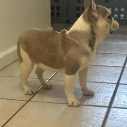 8 Month Old AKC Female French Bulldog in Ephrata, pa