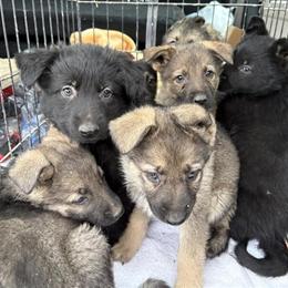 8 Pure German Shepherd Puppies - Black/White & Black/Brown in Cleveland, oh
