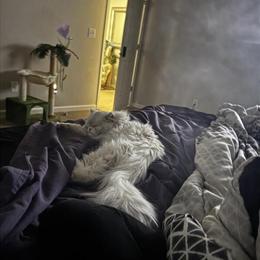 Persian Male Cat for Stud Services in Ladson, sc