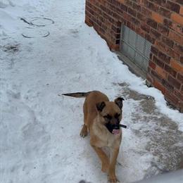 Belgian Shepherd Female, 3 Months Old for Sale in Detroit, mi