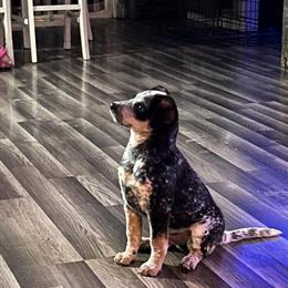 Blue Heeler Puppy Available in Hopkinsville, ky