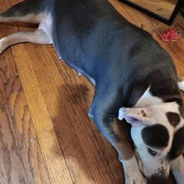 Tri x Merle American Bully Puppies Coming Soon in Detroit, mi