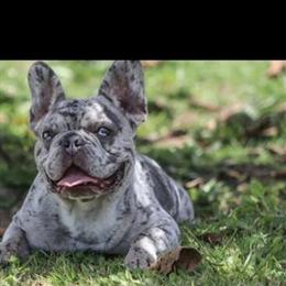 French Bulldog Puppies for Adoption - $800 or Best Offer in Southfield, mi