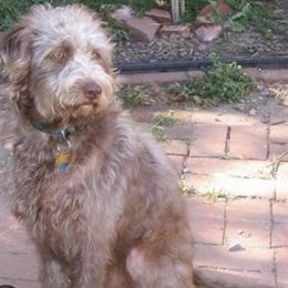 Labradoodle looking for a loving home in Southfield, mi