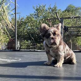 Merle Puppy Ready for a Loving Home in Riverside, ca