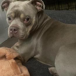 Pitbull Puppies Available Now in Indianapolis, in