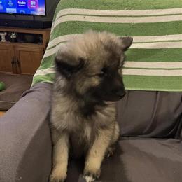 Keeshond Male Puppy Ready for Adoption in Sandwich, ma