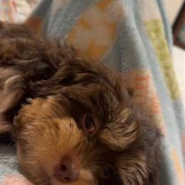 Teddy Bear Puppy Ralphie Needs a Loving Home in Clyde, oh