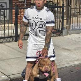 XL American Bully Chocolate Tri Pup for Adoption in Brooklyn, ny