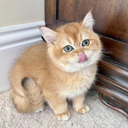Male British Shorthair Kitten Available in Golden Color in Orlando, fl