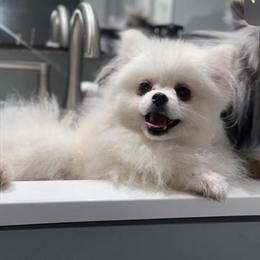 Male Stud Available for Breeding in Philadelphia, pa