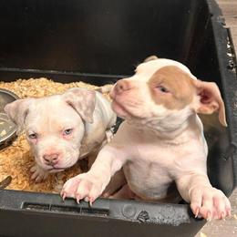 2 Male American Bully Pocket Dogs for Sale in Indianapolis, in
