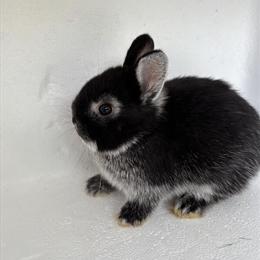 Netherland Dwarf Bunny - 8 Weeks Old and Ready for a New Home in Hanover, pa