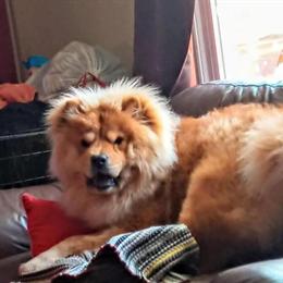 Gorgeous Red Chow Chow Male Dog for Loving Home in Rutherfordton, nc