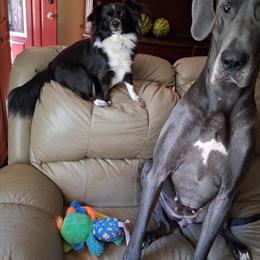 Gorgeous PomChi Girl Emmy Looking for a Loving Home in Rutherfordton, nc