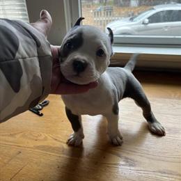 American Bully Puppies Available in Boston, ma