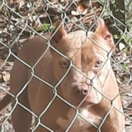 Bully - 1 Year Old Female Needs New Home in Gainesville, fl