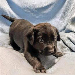 Labrador Retriever Puppies AKC - Black and Yellow Available in Clinton, nc