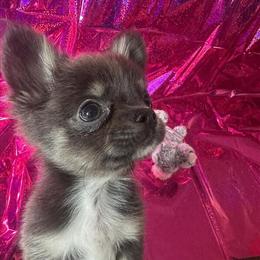 Chihuahua Puppies Ready for New Homes in Circleville, oh