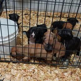 American Pit Bull Terrier Pups Available in Kissimmee, fl