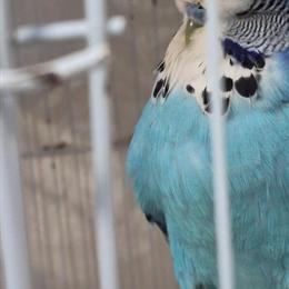 Healthy Young English Budgies Available in Kokomo, in
