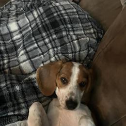Beagle Ellie - 7 Months Old, Needs New Home in Louisa, va