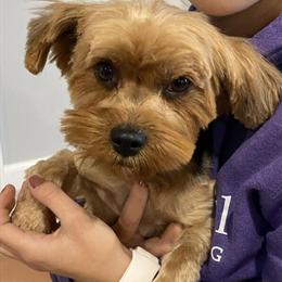 Yorkshire Terrier - Friendly and Energetic in Marion, in