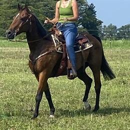Quarter Horse Gelding for Sale in Marion, in
