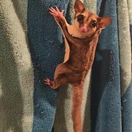 Sugar Gliders for Sale - Rare Colors Available in Valley Stream, ny