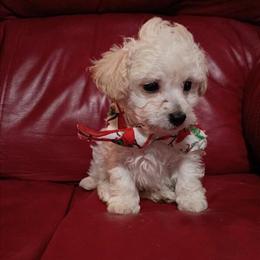 Male Toy Poodle Puppy Available in Winston-Salem, nc