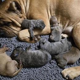 Cane Corso Puppies Available in Monroe, ga