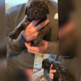 Female Cane Corso Puppy - 6 Weeks Old in Monroe, ga