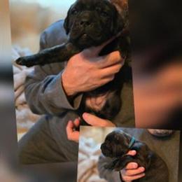 Female Cane Corso Puppy - 6 Weeks Old in Monroe, ga