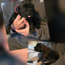 Male Cane Corso Puppy - 6 Weeks Old in Monroe, ga