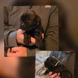 Male Cane Corso Puppy - 6 Weeks Old in Monroe, ga