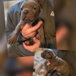 Male Cane Corso Puppy - Blue Brindle, 6 Weeks Old in Monroe, ga