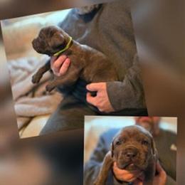 Male Cane Corso Puppy - 6 Weeks Old in Monroe, ga