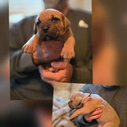 Male Cane Corso Puppy Available in Monroe, ga