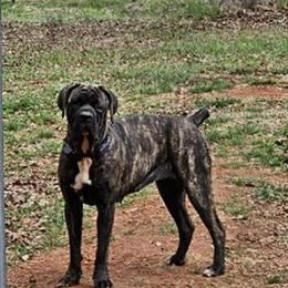 Male Cane Corso Puppy - 6 Weeks Old with Vaccinations in Monroe, ga