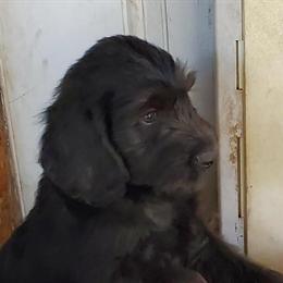Labradoodle Puppies Available in Hawthorne, fl