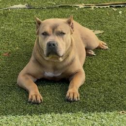 American Bully - ABKC Registered Female, 10 Months Old in Orlando, fl