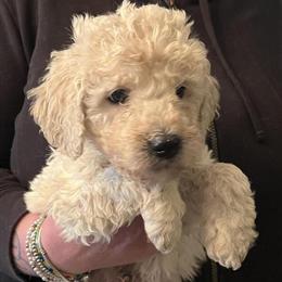 Goldendoodle Puppies for Adoption in York, pa